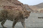 ببینید | جولان پلنگ‌ ایرانی در پارک ملی گلستان