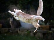 وقتی گربه‌ قوانین فیزیک را به چالش می‌کشد و از مرگ می‌گریزد!/ عکس