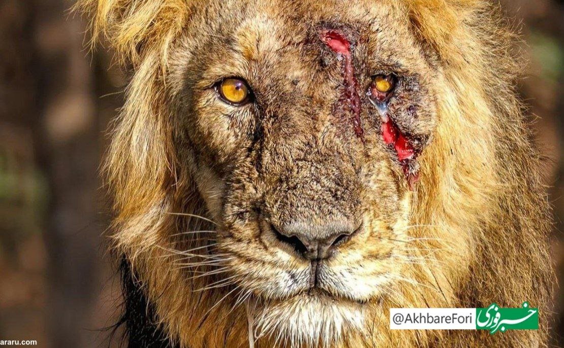 عکس | تصویر روز حیات وحش؛ شیر صورت زخمی
