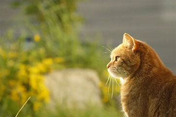 عکس | استراحت یک گربه وسط ایستگاه مترو در تهران