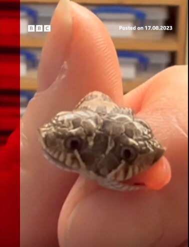 به دنیا آمدن مار دو سر کمیاب در انگلیس/ عکس