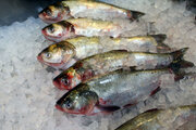  ادعای عجیب شیلات: سرانه مصرف ماهی ۱۳.۸ کیلوگرم / اوزون برون کیلویی ۴۴۵ هزار تومان
