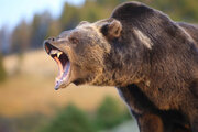 ببینید | لحظه حمله خرس قهوه‌ای  گرسنه به چادر عشایر در ییلاق