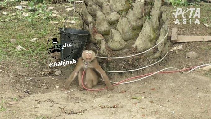 نارگیل