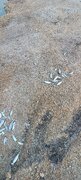 مرگ دوباره ماهیان دریاچه نمک بندرماهشهر