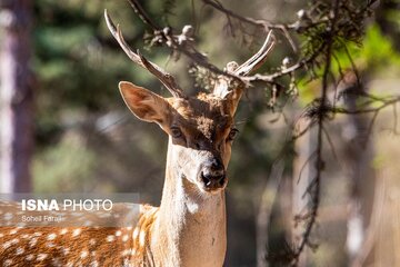 تصاویر تازه از گوزن زرد ایرانی در پارک دریاچه ارومیه تصاویر تازه از گوزن زرد ایرانی در پارک دریاچه ارومیه