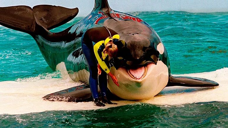 مرگ بعد از ۵۷ سال اسارت؛ نهنگ غول پیکر هیچوقت به اقیانوس نرسید/ عکس