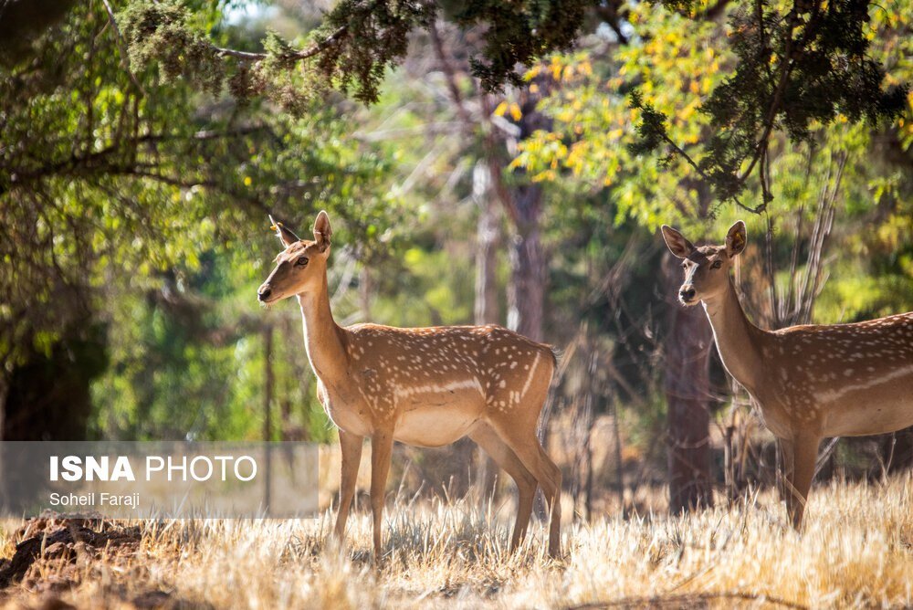 تصاویر تازه از گوزن زرد ایرانی در پارک دریاچه ارومیه