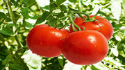آغاز خرید گوجه فرنگی از مزارع استان کرمانشاه/روزانه ٣٠٠ تن گوجه‌فرنگی خریداری می‌شود