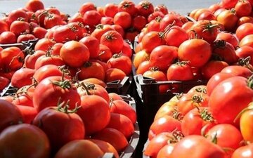 آغاز خرید گوجه فرنگی از مزارع استان کرمانشاه/روزانه ٣٠٠ تن گوجه‌فرنگی خریداری می‌شود
