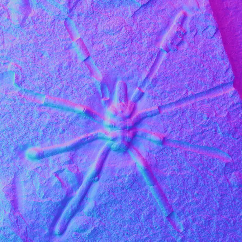 کشف جد میلیون ساله عنکبوتهای امروزی/ عکس