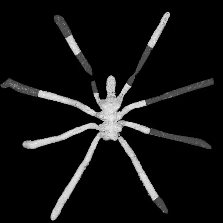 کشف جد ۱۶۰ میلیون ساله عنکبوت‌های امروزی