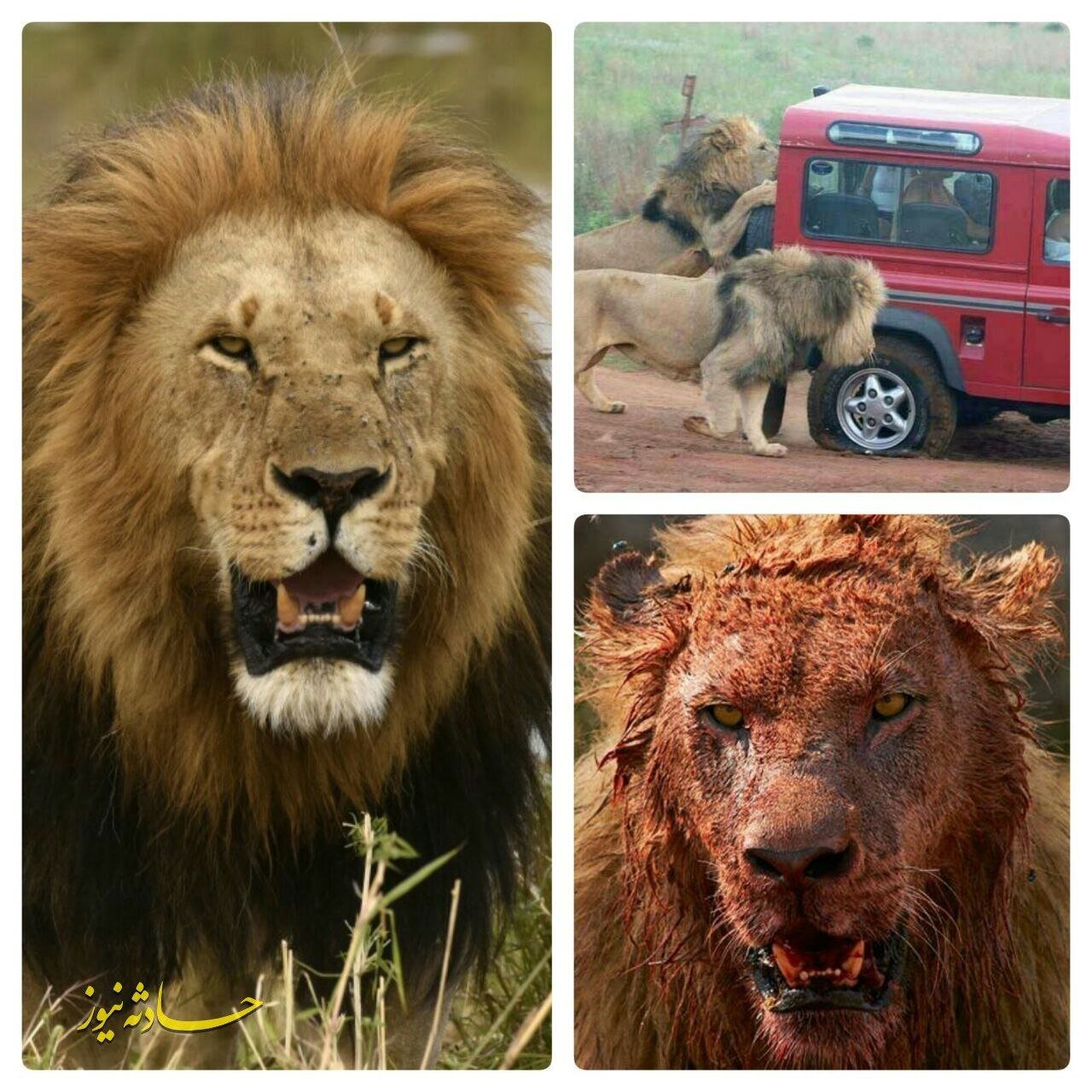 عکس | تصاویری از خطرناکترین گونه شیر که عاشق گوشت انسان است