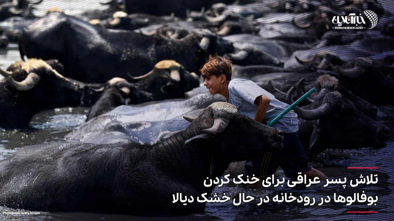عکس | حضور پسربچه عراقی نحیف در میان گله بوفالوهای غولپیکر