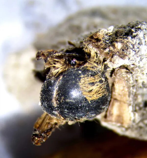 کشف عجیب و باورنکردنی مومیایی ۳ هزار ساله زنبور / عکس