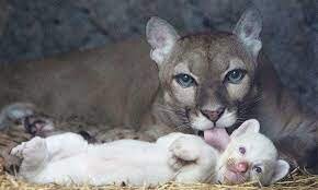 پدیدهای نادر؛ تولد توله شیر زال در یک باغ وحش/ عکس