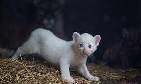 پدیدهای نادر؛ تولد توله شیر زال در یک باغ وحش/ عکس