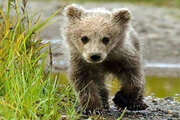 ببینید | نجات یک بچه خرس زیبا از گرفتاری در بطری پلاستیکی