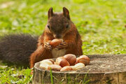 ببینید | ذخیره بلوط در دکل مخابراتی توسط یک سنجاب!
