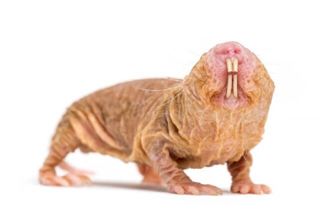 حفار برهنه سرطان نمی‌گیرد/ معمایی که محققان را حیرت‌زده کرده!/ عکس