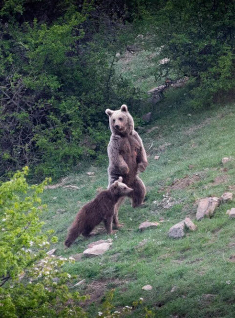 تصویری زیبا از ایستادن خرس روی دو پا در ارتفاعات مازندران/ عکس