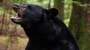 ببینید | بازیگوشی خرس سیاه آسیایی در ارتفاعات کهنوج