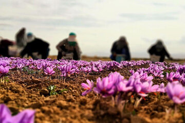 قیمت زعفران سر به فلک کشید / سفرههای ایرانی بدون زعفران قیمت زعفران سر به فلک کشید / سفرههای ایرانی بدون زعفران