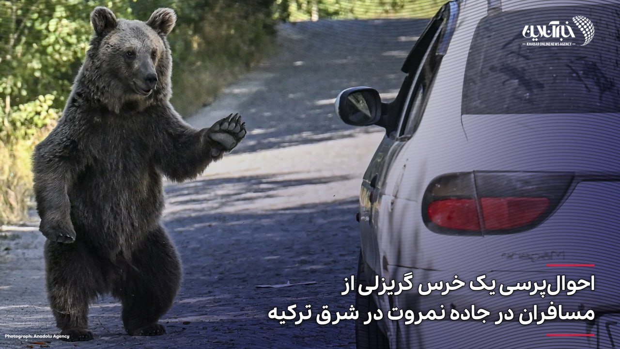 احوال‌پرسی یک خرس گریزلی از مسافران در جاده
