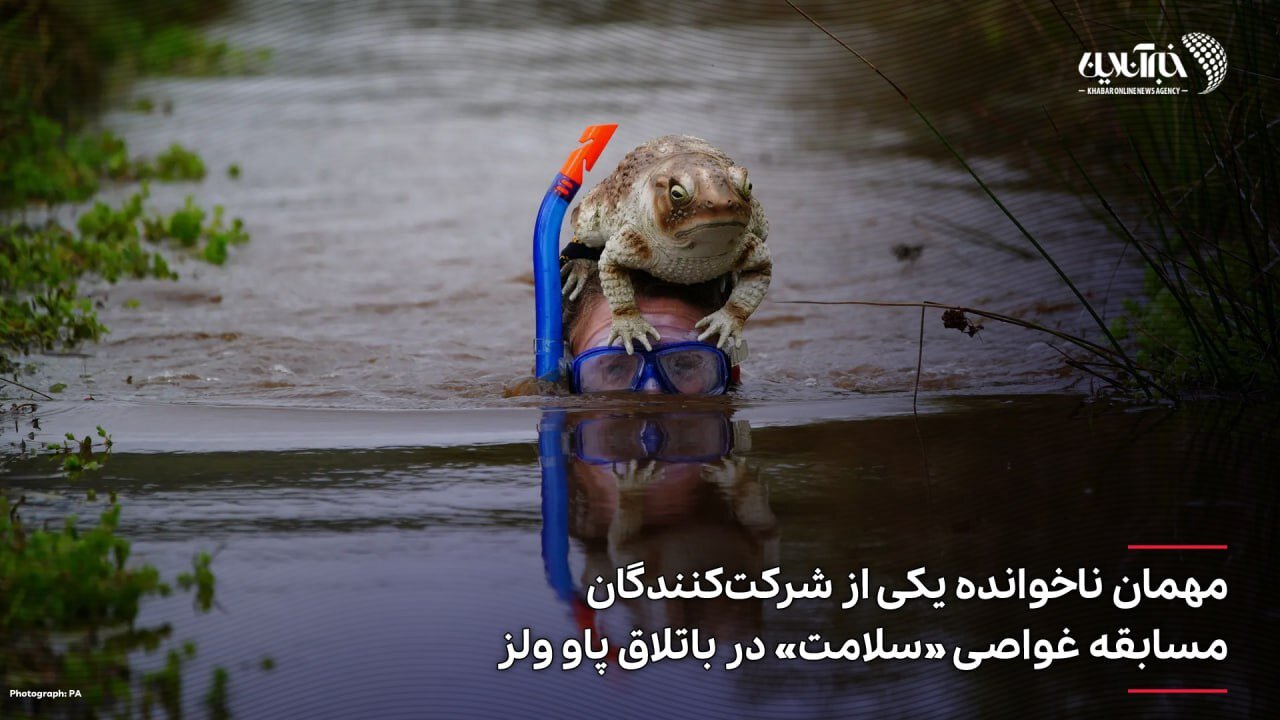 عکس | مهمان ناخوانده یکی از شرکتکنندگان مسابقه غواصی «سلامت» در باتلاق پاو ولز