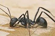 ببینید | ویدیویی باورنکردنی از راه رفتن مورچه روی آب!