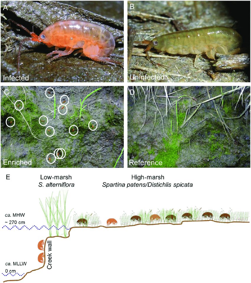 ماجرای ترسناک زامبی شدن میگوها/ عکس