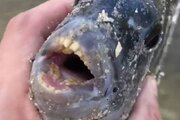 ببینید | صید موجود دریایی عجیب به نام خر ماهی!