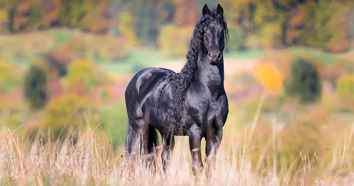 زیباترین اسب جهان که هوش از سرتان می‌برد