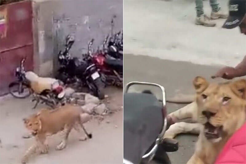 ببییند | پرسه زدن ترسناک یک شیر در خیابانهای شهر کراچی پاکستان