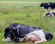 گاوی که شیر کم چرب تولید می کند!/ عکس