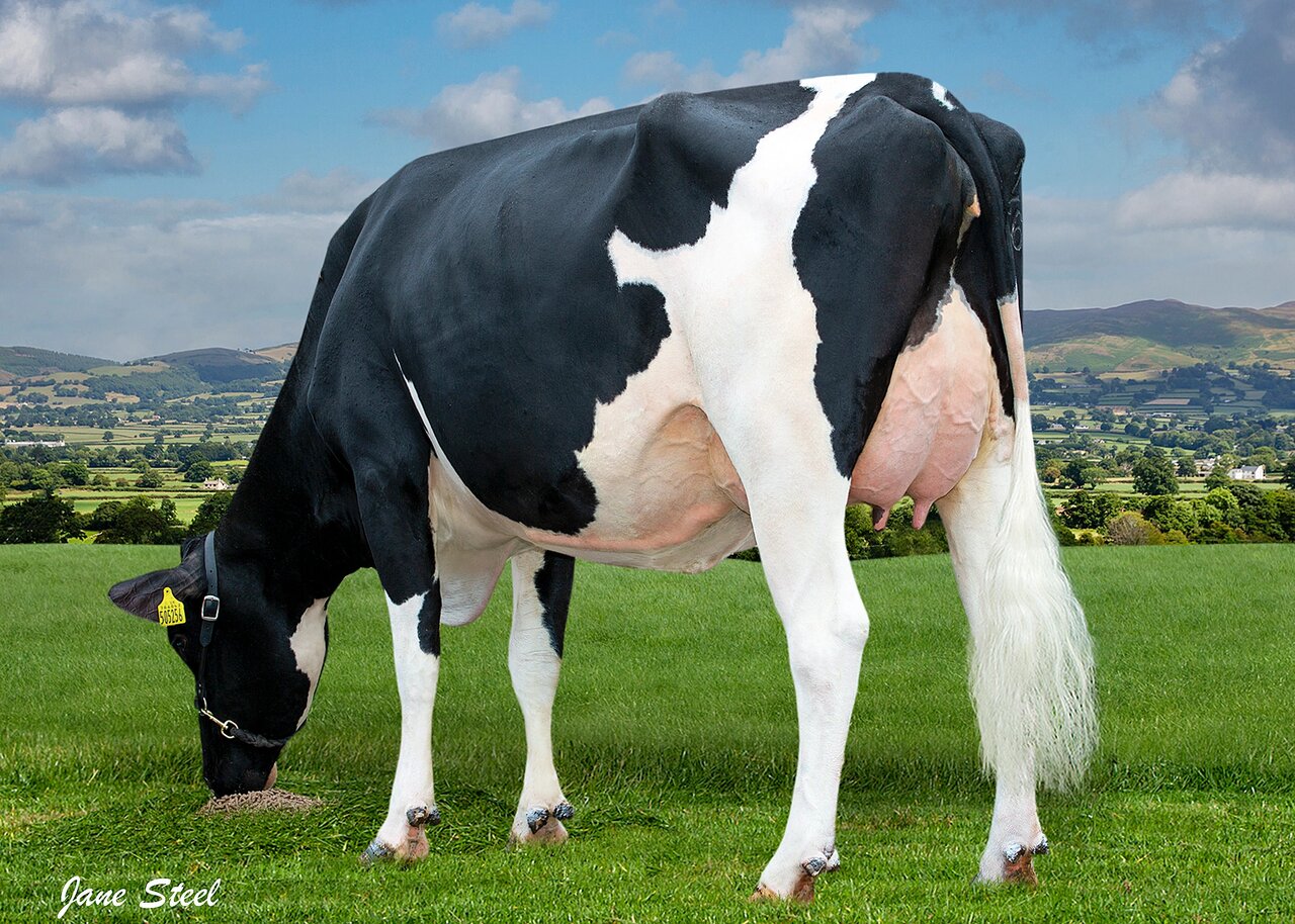 گاوی که شیر کم چرب تولید می‌کند!