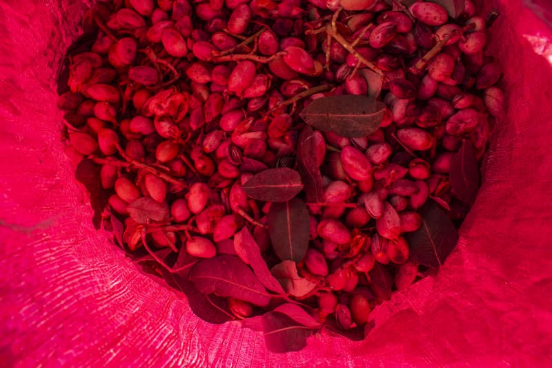 برداشت و پوست کنی پسته در دامغان