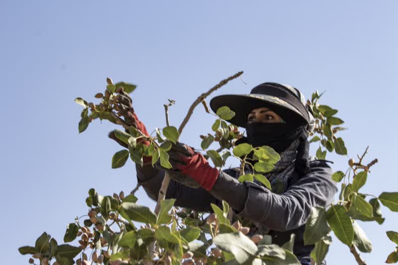 برداشت و پوست کنی پسته در دامغان