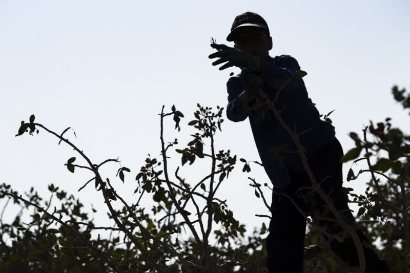 برداشت و پوست کنی پسته در دامغان