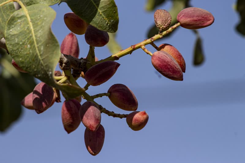 برداشت و پوست کنی پسته در دامغان