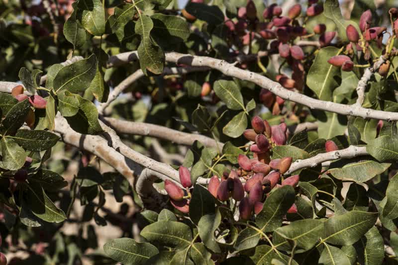 برداشت و پوست کنی پسته در دامغان