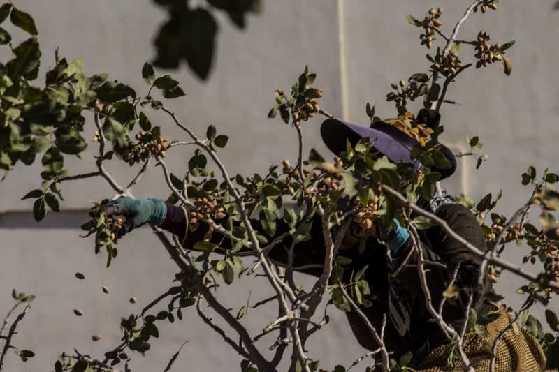 برداشت و پوست کنی پسته در دامغان