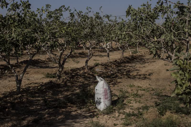 برداشت و پوست کنی پسته در دامغان