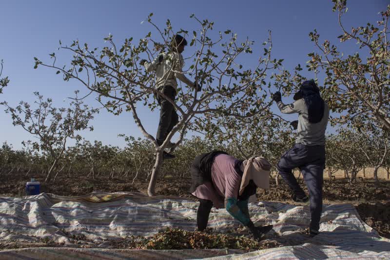 برداشت و پوست کنی پسته در دامغان