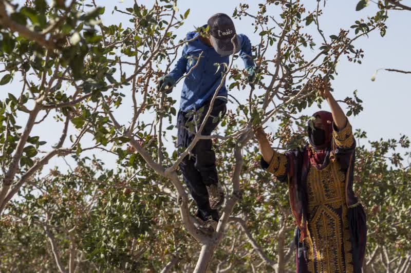 برداشت و پوست کنی پسته در دامغان