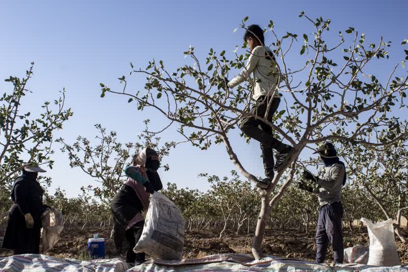 برداشت و پوست کنی پسته در دامغان