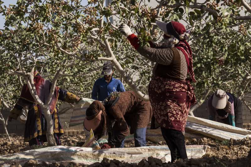 برداشت و پوست کنی پسته در دامغان