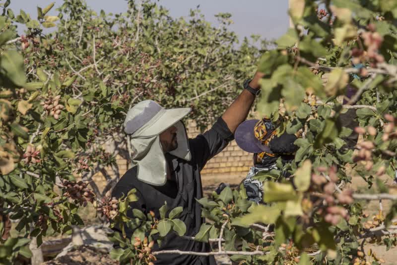 برداشت و پوست کنی پسته در دامغان