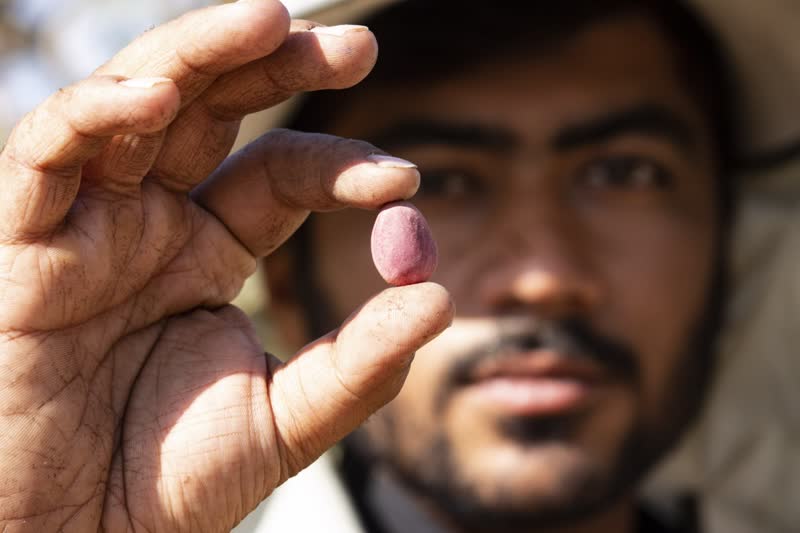 برداشت و پوست کنی پسته در دامغان