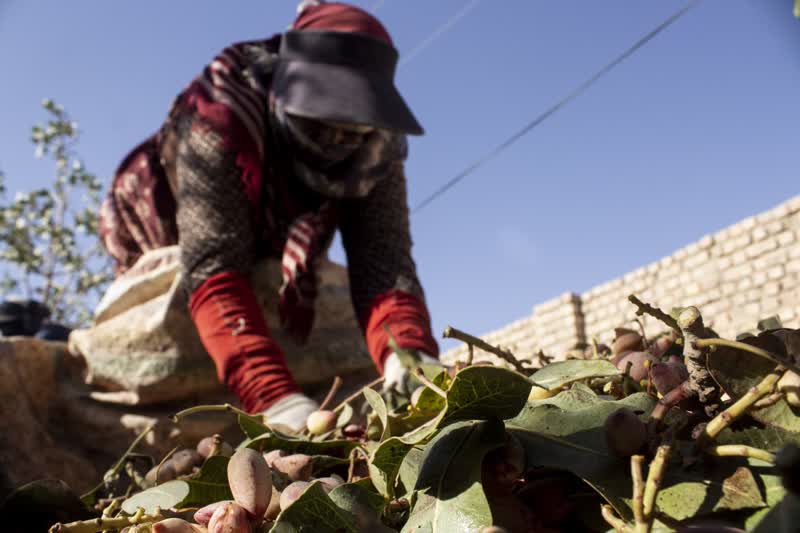 برداشت و پوست کنی پسته در دامغان